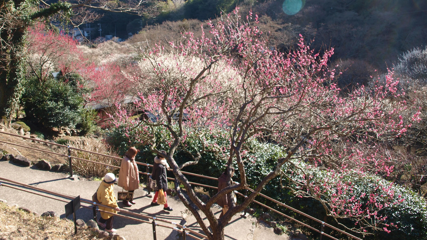 vuon-mo-atami-baien-2