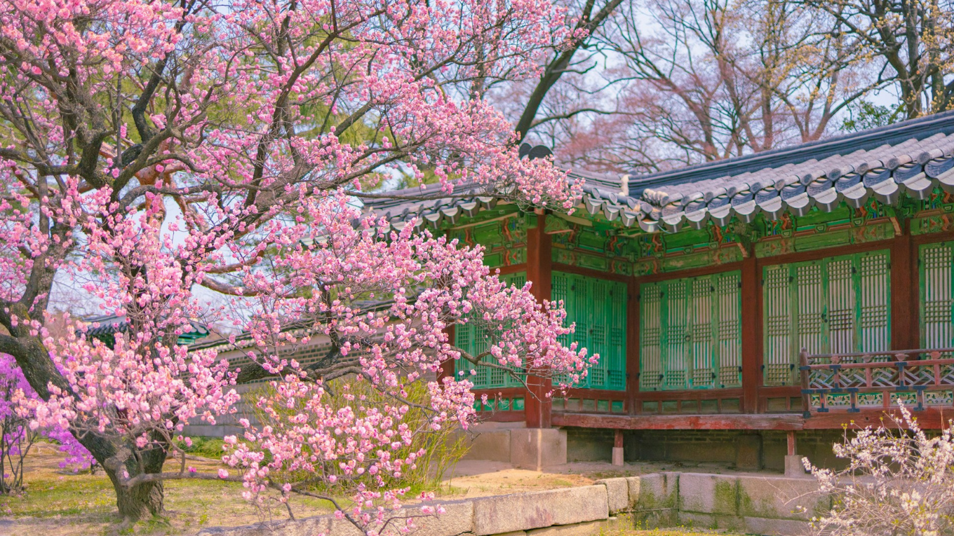 Gyeongbokgung hoa anh dao Seoul (2)