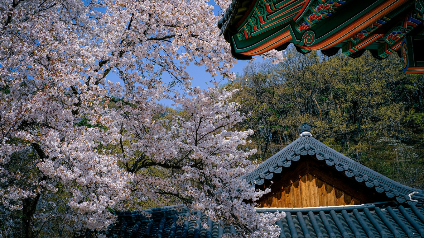 Gyeongbokgung hoa anh dao Seoul (3)