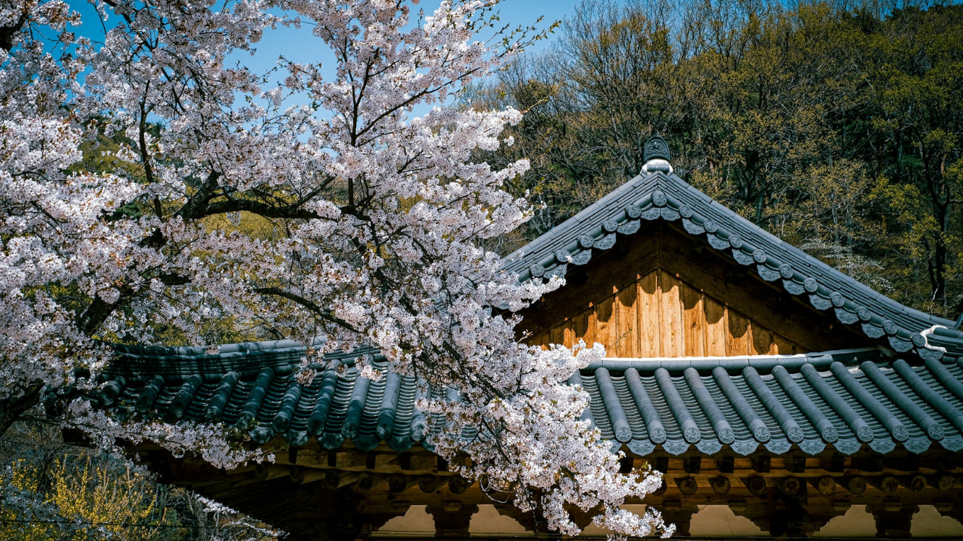 Gyeongbokgung hoa anh dao Seoul