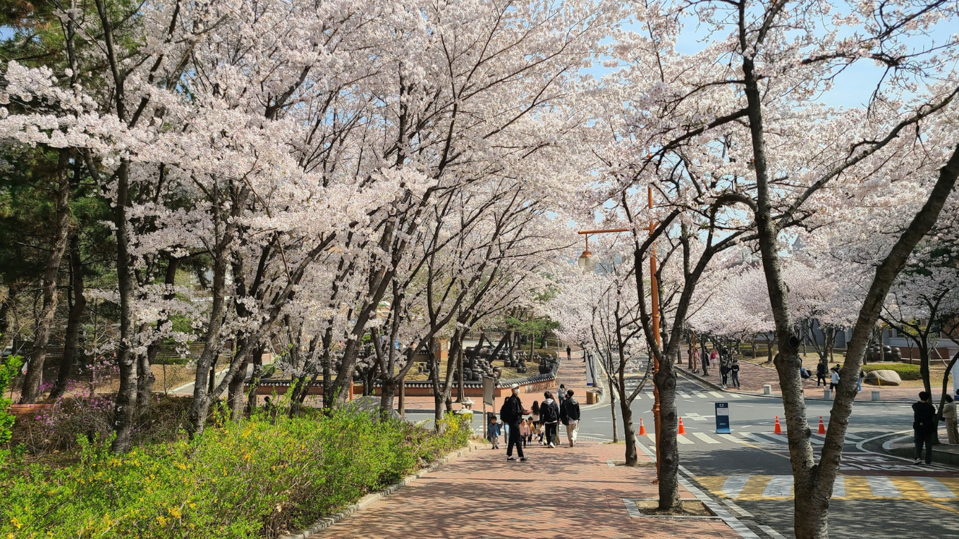Seoul hoa anh dao