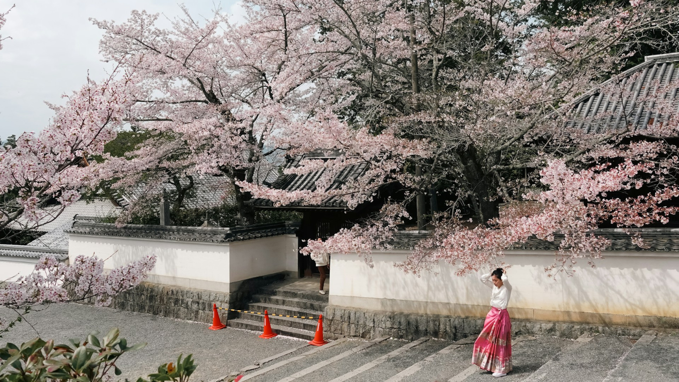 kyoto nhat ban hoa anh dao