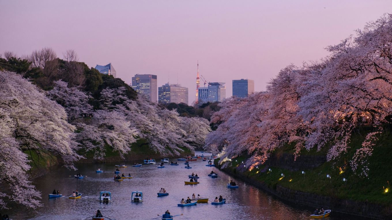 tokyo nhat ban hoa anh dao